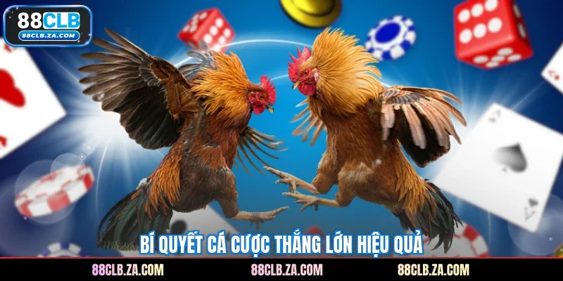 Bí quyết cá cược thắng lớn hiệu quả