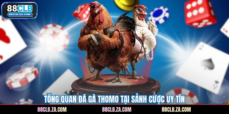 Tổng quan đá gà Thomo tại sảnh cược uy tín